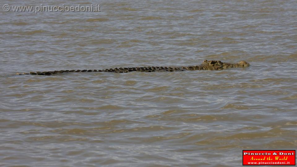 Ethiopia - Lago Chamo - Coccodrilli - 02.jpg